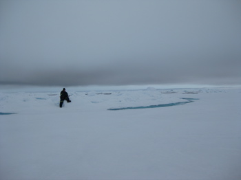 Polar bear guard